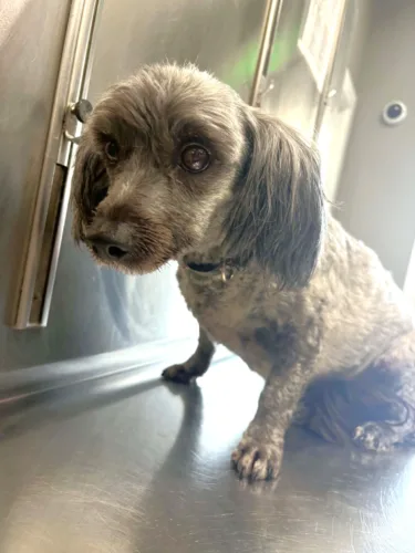 Northern Chautauqua Canine Rescue Pet Of The Week - Happy Feet